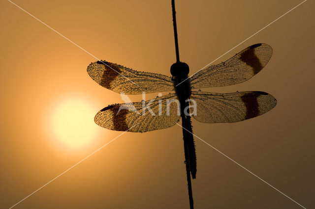 Bandheidelibel (Sympetrum pedemontanum)