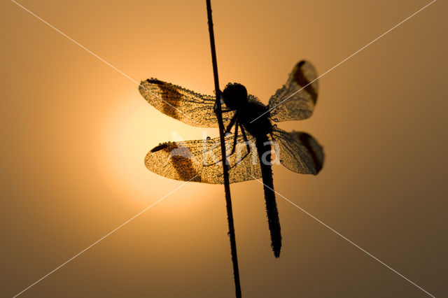 Bandheidelibel (Sympetrum pedemontanum)