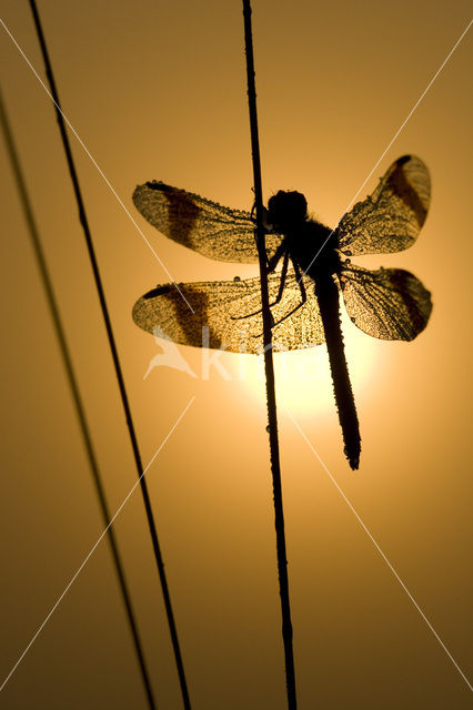 band-winged dragonfly (Sympetrum pedemontanum)