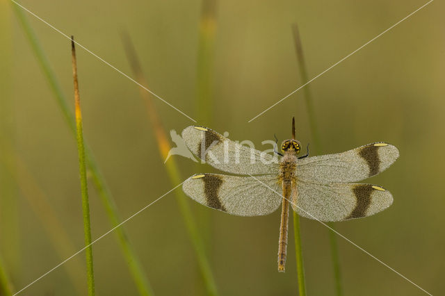 Bandheidelibel (Sympetrum pedemontanum)