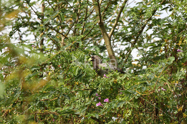 Eastern Grey Plantain-eater (Crinifer zonurus)