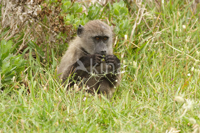 Chacma Baboon (Papio ursinus)