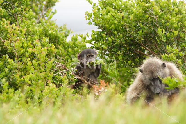 Chacma Baboon (Papio ursinus)