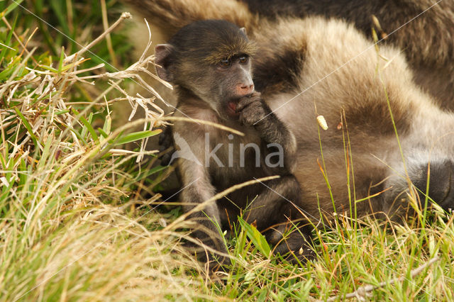 Chacma Baboon (Papio ursinus)