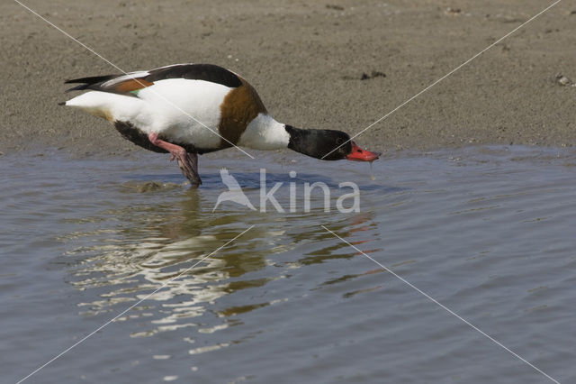 Shelduck (Tadorna tadorna)