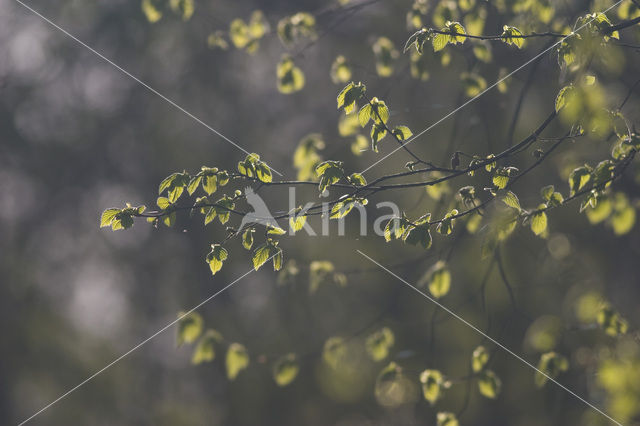 Beuk (Fagus sylvatica)