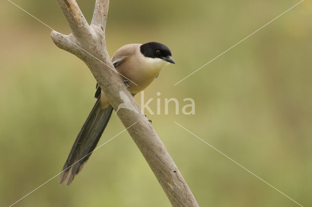 Blauwe Ekster (Cyanopica cyanus)