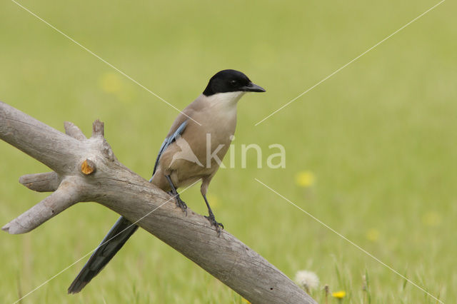 Blauwe Ekster (Cyanopica cyanus)