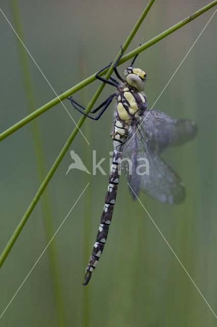 Blauwe glazenmaker (Aeshna cyanea)