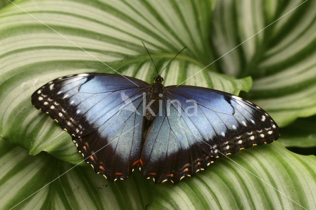 Blauwe morpho (Morpho peleides)