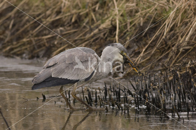 Grey Heron (Ardea cinerea)