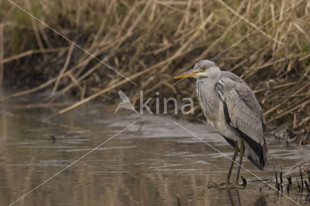Grey Heron (Ardea cinerea)