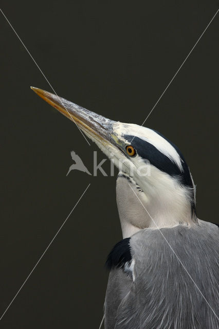 Grey Heron (Ardea cinerea)