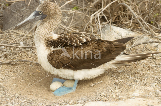 Blue-footed booby (Sula nebouxii)