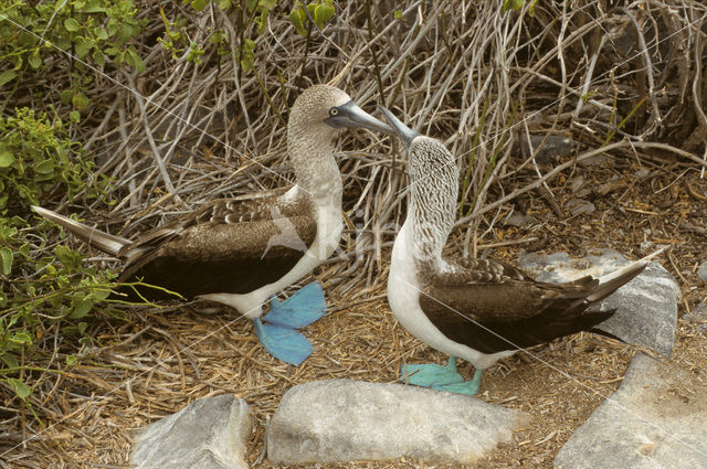 Blauwpootgent (Sula nebouxii)