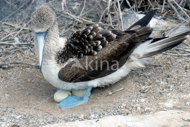 Blue-footed booby (Sula nebouxii)