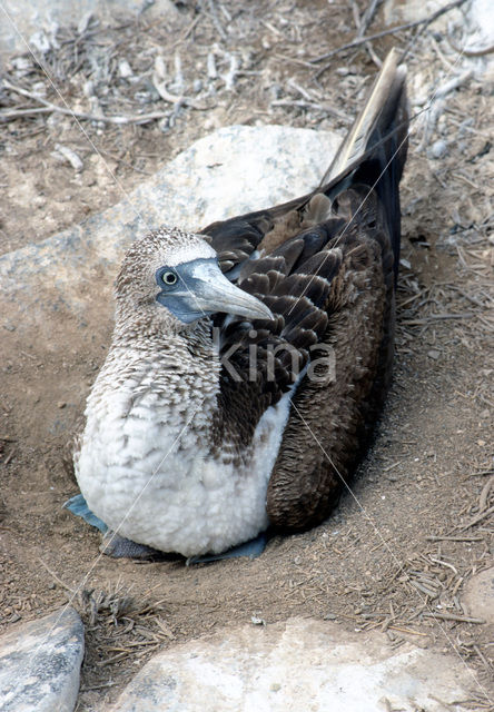 Blue-footed booby (Sula nebouxii)