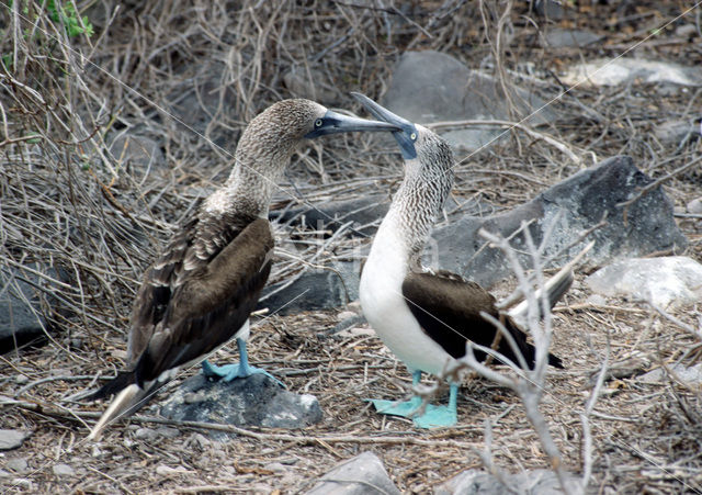 Blue-footed booby (Sula nebouxii)