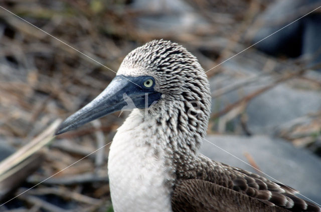 Blauwpootgent (Sula nebouxii)