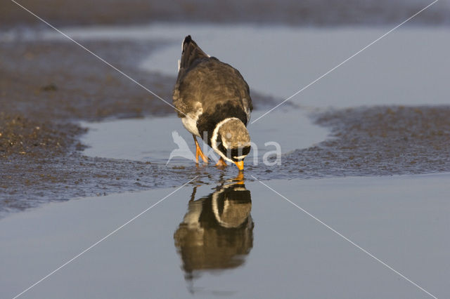 Bontbekplevier (Charadrius hiaticula)