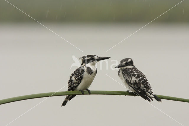 Bonte IJsvogel (Ceryle rudis)