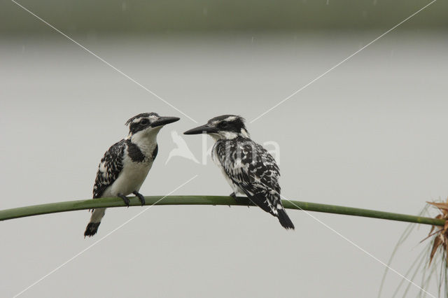 Bonte IJsvogel (Ceryle rudis)