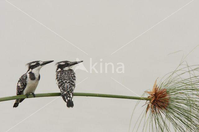 Bonte IJsvogel (Ceryle rudis)