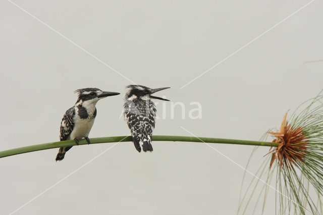 Bonte IJsvogel (Ceryle rudis)