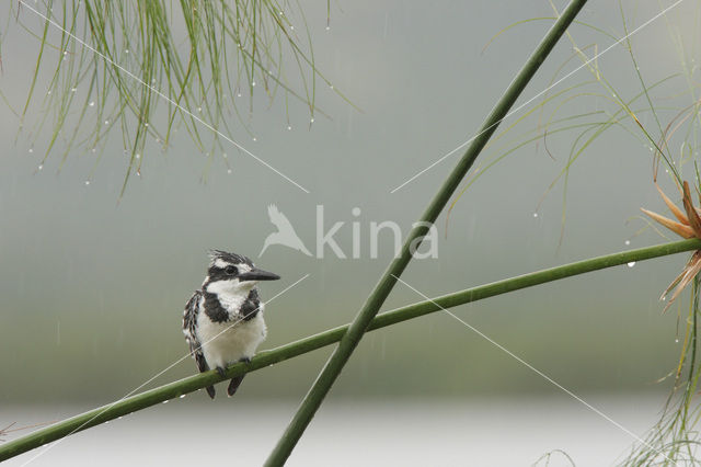 Bonte IJsvogel (Ceryle rudis)