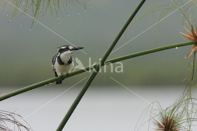 Pied kingfisher (Ceryle rudis)