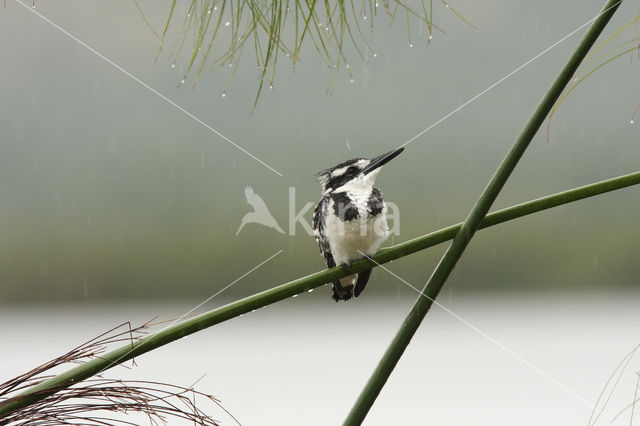 Bonte IJsvogel (Ceryle rudis)