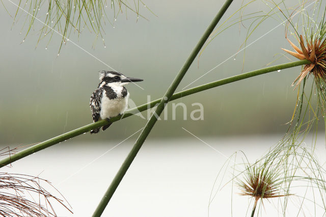 Bonte IJsvogel (Ceryle rudis)