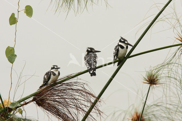 Bonte IJsvogel (Ceryle rudis)