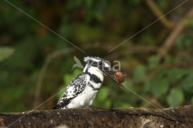 Pied kingfisher (Ceryle rudis)