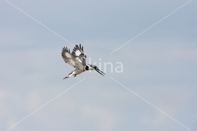 Pied kingfisher (Ceryle rudis)