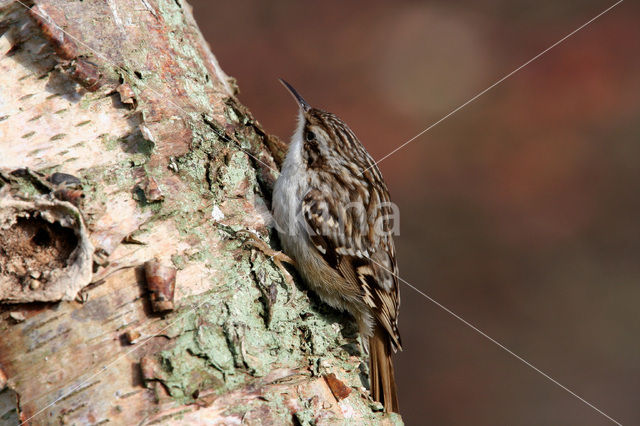 Boomkruiper (Certhia brachydactyla)