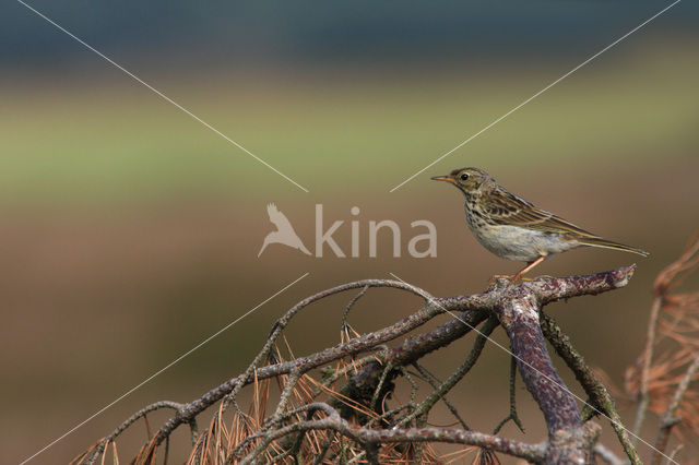 Boompieper (Anthus trivialis)