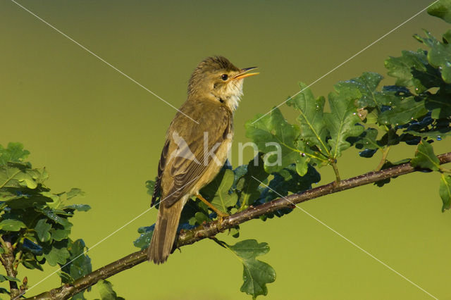 Bosrietzanger (Acrocephalus palustris)