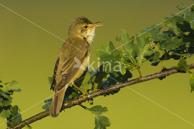 Bosrietzanger (Acrocephalus palustris)