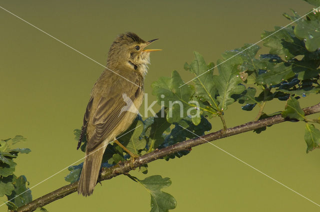 Marsh Warbler (Acrocephalus palustris)