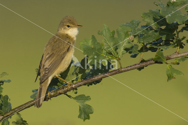 Bosrietzanger (Acrocephalus palustris)