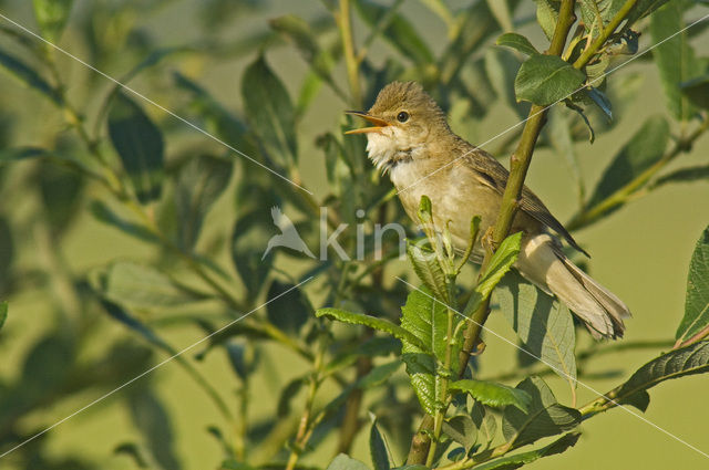 Bosrietzanger (Acrocephalus palustris)