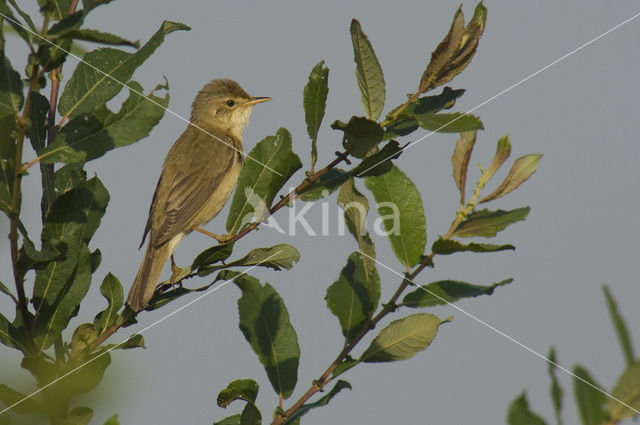 Marsh Warbler (Acrocephalus palustris)