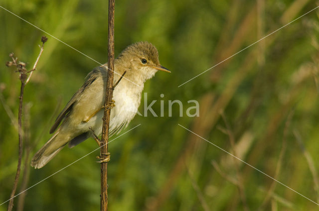 Bosrietzanger (Acrocephalus palustris)