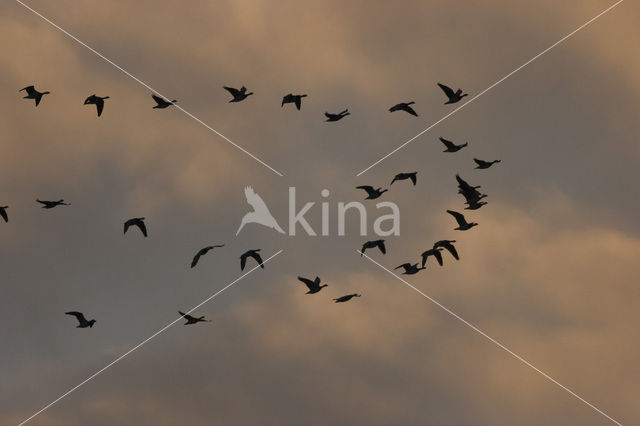 Barnacle Goose (Branta leucopsis)