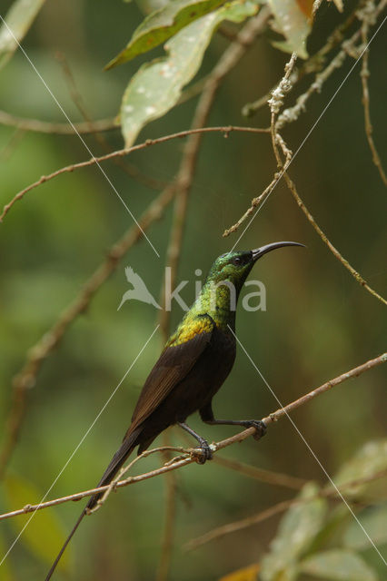 Bronze Sunbird (Nectarinia kilimensis)