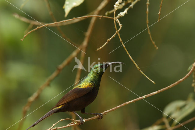 Bronze Sunbird (Nectarinia kilimensis)