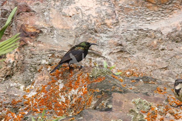 Bronze Sunbird (Nectarinia kilimensis)