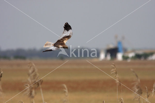 Bruine Kiekendief (Circus aeruginosus)