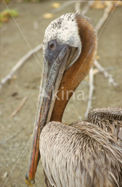 Bruine pelikaan (Pelecanus occidentalis)